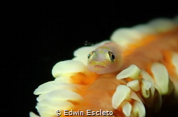 whip coral goby by Edwin Escleto 